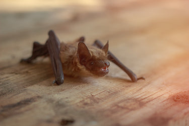 Bats